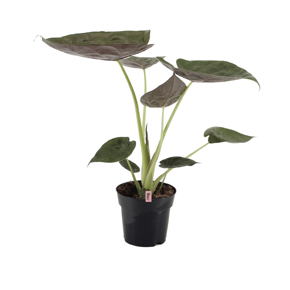 Extreme Handsome (Alocasia Wentii) - Nachhaltige Zimmerpflanzen kaufen Botanicly Foto 1