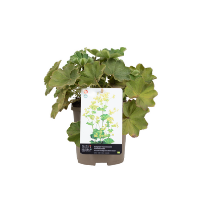 Weicher Frauenmantel (Alchemilla Mollis) - Nachhaltige Zimmerpflanzen kaufen Botanicly Foto 3