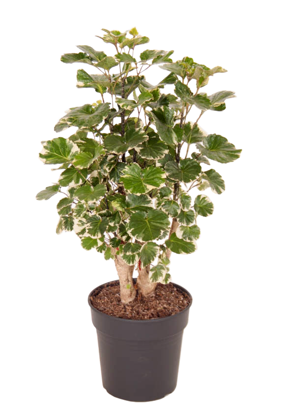 Fiederaralie (Polyscias Scutellaria Balfouriana) - Nachhaltige Zimmerpflanzen kaufen Botanicly Foto 1