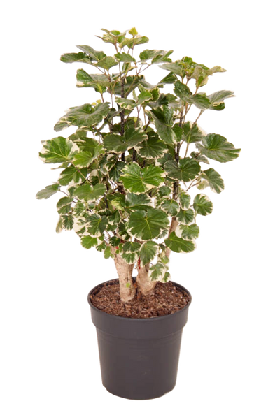 Fiederaralie (Polyscias Scutellaria Balfouriana) - Nachhaltige Zimmerpflanzen kaufen Botanicly Foto 1