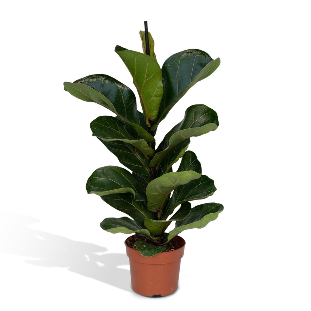 Ficus Lyrata Bambino - 30cm - ø12-Plant-Botanicly