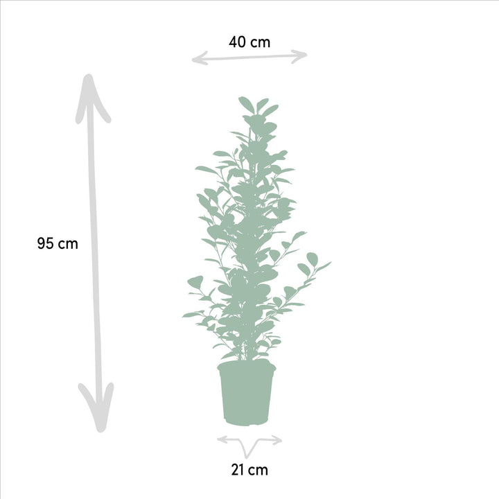 Ficus microcarpa Moclame - ↨95cm - Ø21cm-Plant-Botanicly