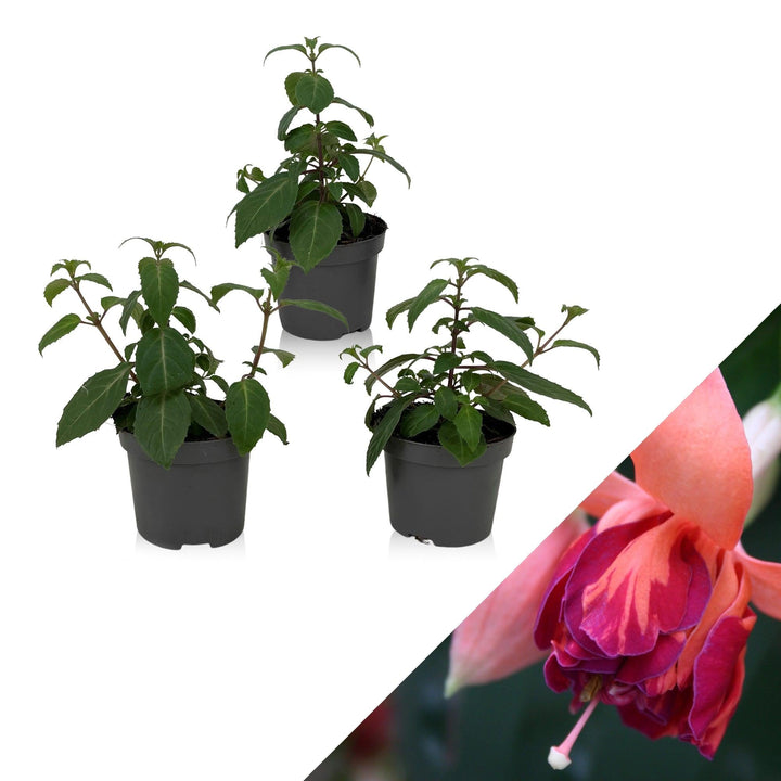 Fuchsie (Fuchsia Bicentennial Hybride) - Nachhaltige Zimmerpflanzen kaufen Botanicly Foto 1