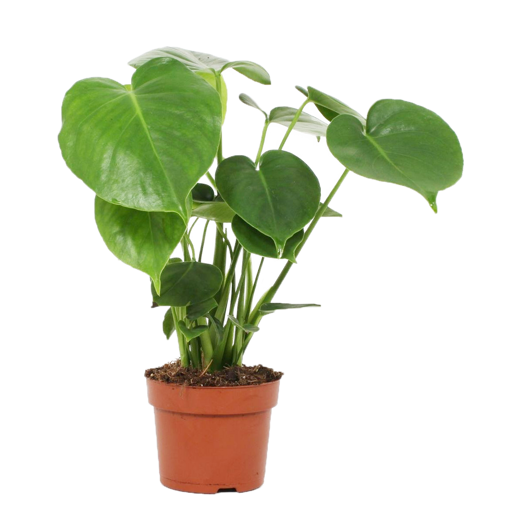 Fensterblatt (Monstera Deliciosa) - Nachhaltige Zimmerpflanzen kaufen Botanicly Foto 1