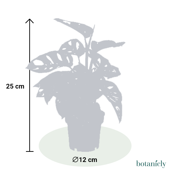 Fynn das Schiefe Fensterblatt (ca 25 cm hoch)-FALSE-Botanicly