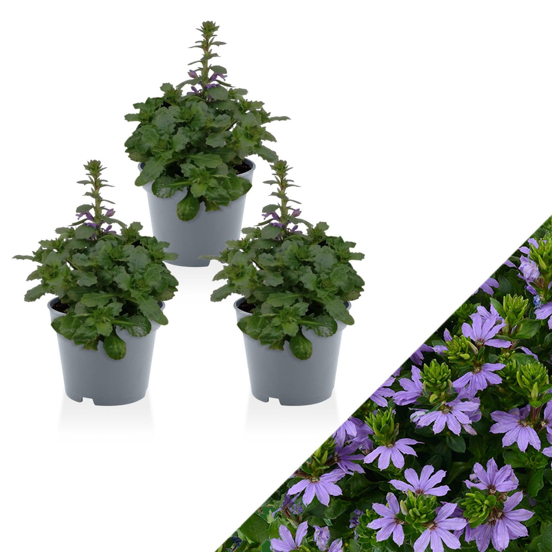 Blaue Fächerblume (Scaevola Fancy Blue Aemula) - Nachhaltige Zimmerpflanzen kaufen Botanicly Foto 1
