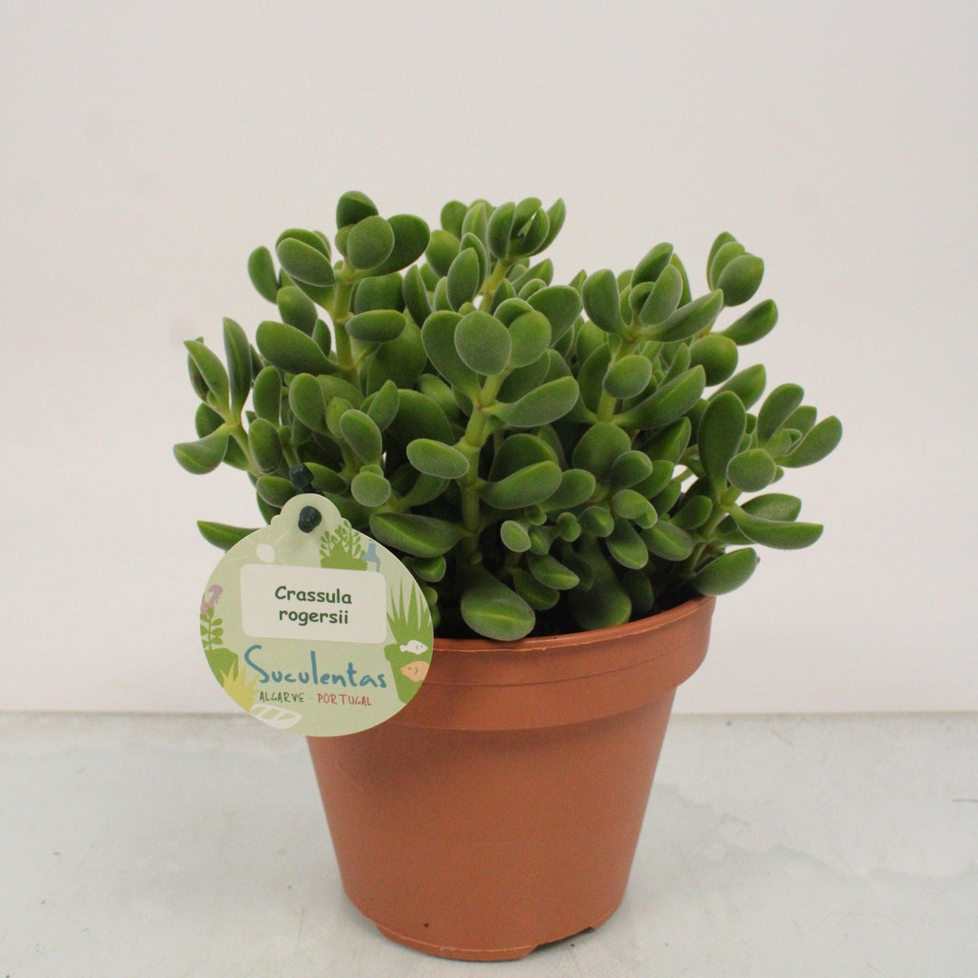 Geldbaum (Crassula rogersii) - Nachhaltige Zimmerpflanzen kaufen Botanicly Foto 1