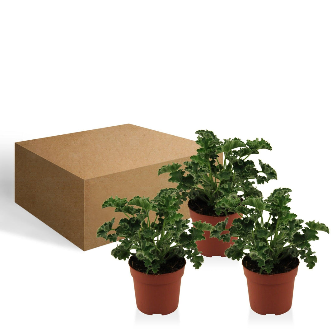 Geranie (Pelargonium Ville De Dresden Peltatum) - Nachhaltige Zimmerpflanzen kaufen Botanicly Foto 4