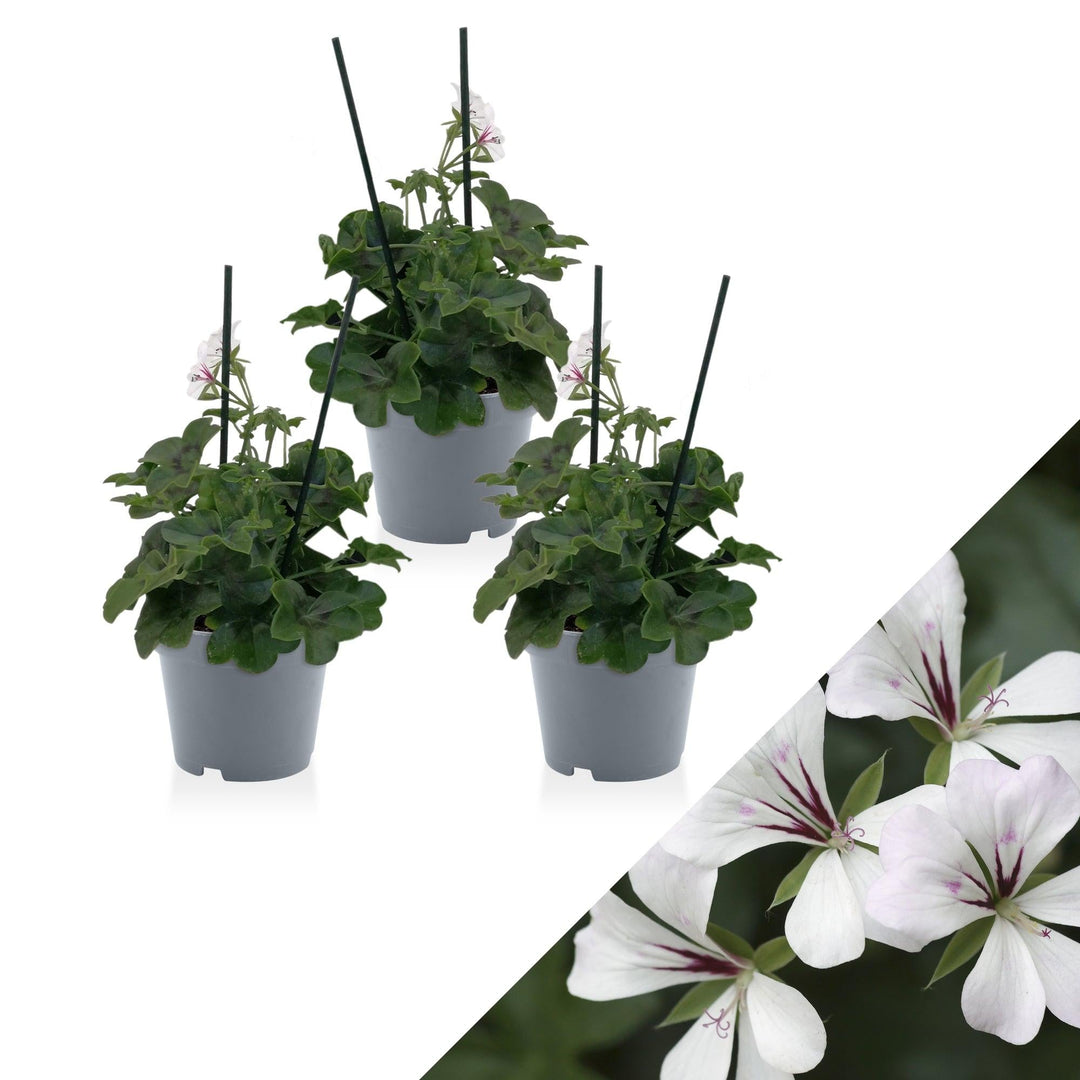 Geranie (Pelargonium Ville De Dresden Peltatum) - Nachhaltige Zimmerpflanzen kaufen Botanicly Foto 1