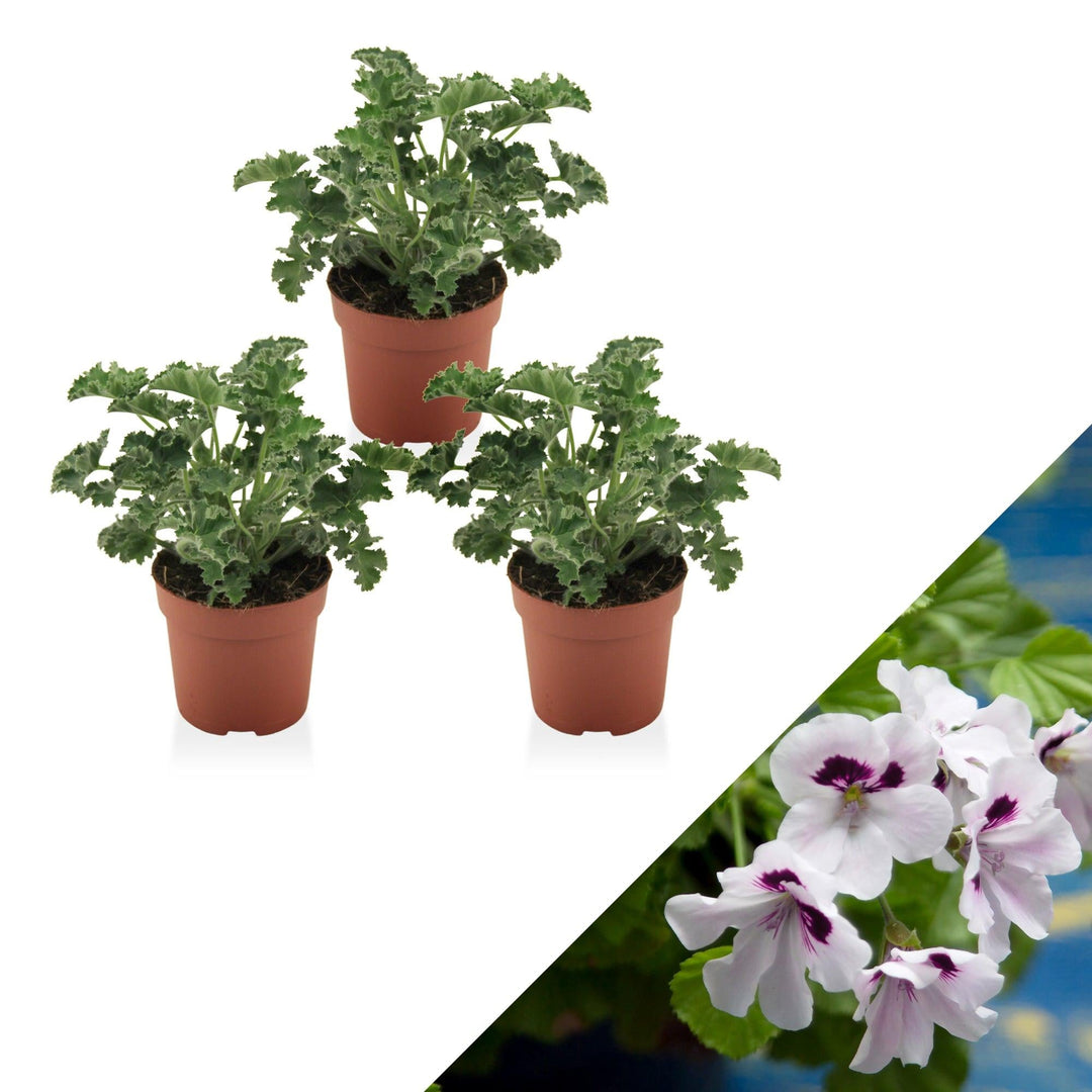 Geranie (Pelargonium Lizzy Crispum) - Nachhaltige Zimmerpflanzen kaufen Botanicly Foto 1