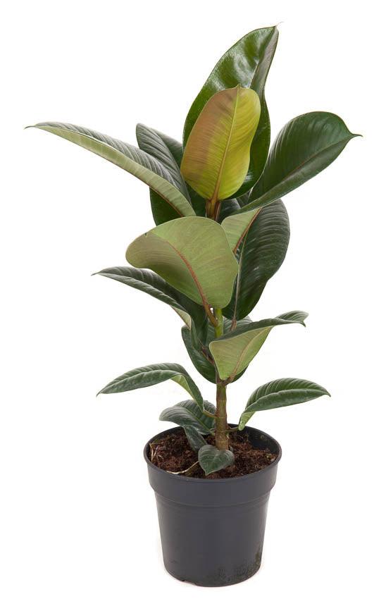Gummibaum (Ficus Elastica Robusta) - Nachhaltige Zimmerpflanzen kaufen Botanicly Foto 1
