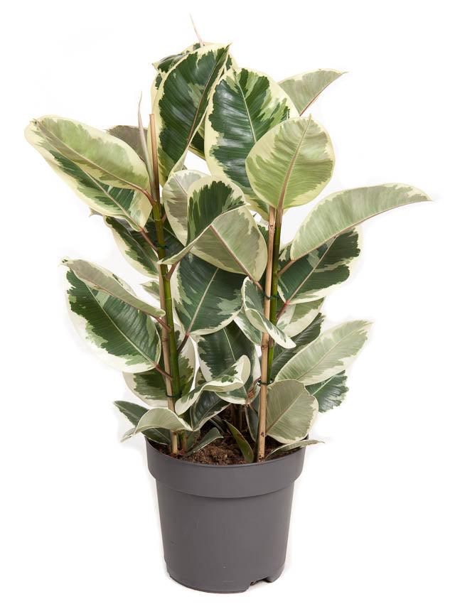 Gummibaum (Ficus Elastica Tineke) - Nachhaltige Zimmerpflanzen kaufen Botanicly Foto 1