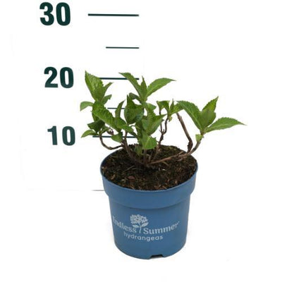 Hortensie (Hydrangea Twist-N-Shout® Blue Macrophylla) - Nachhaltige Zimmerpflanzen kaufen Botanicly Foto 2