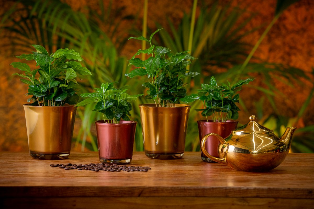 Kaffeestrauch (Coffea Arabica) - Nachhaltige Zimmerpflanzen kaufen Botanicly Foto 3