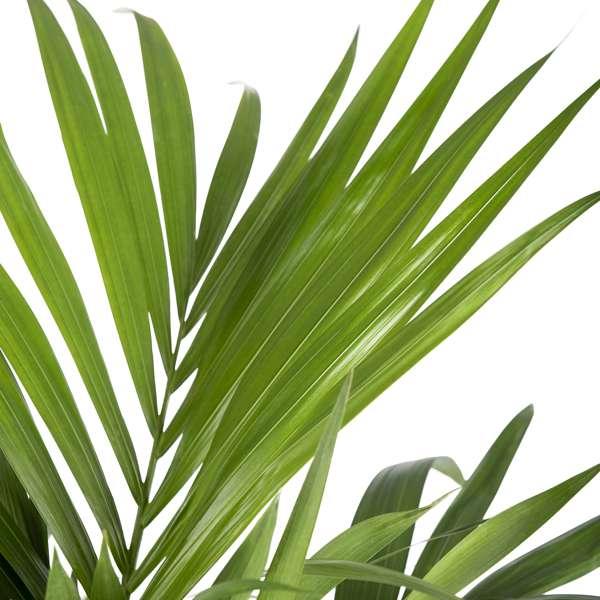 Klara die Kentiapalme- 3 Pflanzen-FALSE-Botanicly