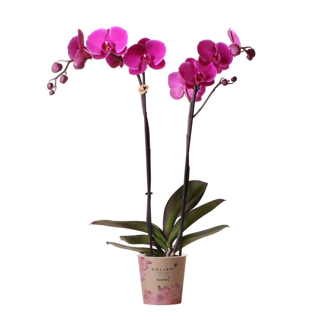 Kolibri Orchideen | Lila Phalaenopsis Orchidee - Mineral violett Joyride - Topfgröße 12 cm | blühende Zimmerpflanze - frisch vom Züchter-Plant-Botanicly
