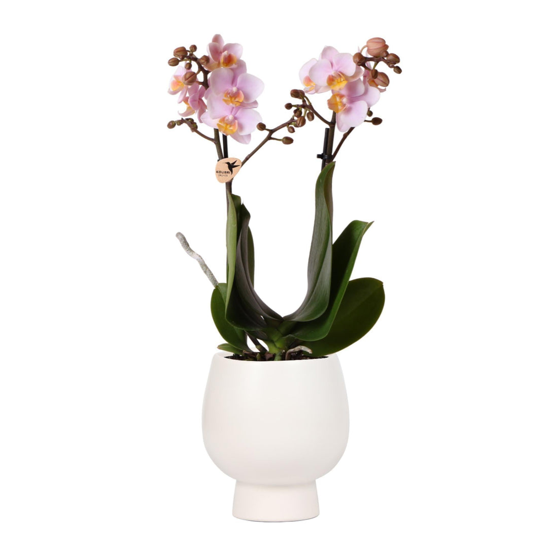 Kolibri Orchideen | Rosa Phalaenopsis Orchidee - Andorra + Scandic Ziertopf weiß - Topfgröße Ø9cm - 40cm hoch | blühende Zimmerpflanze im Blumentopf - frisch vom Züchter-Plant-Botanicly