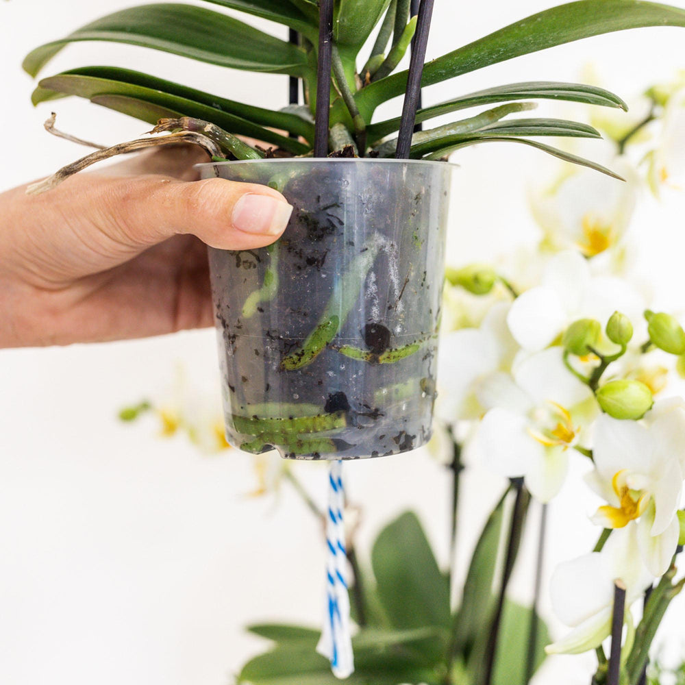 Kolibri Orchids | lila Pflanzenset im Schilfkorb inkl. Wassertank | drei lila Orchideen und drei Grünpflanzen Rhipsalis | Feldstrauß lila mit autarkem Wassertank-Plant-Botanicly