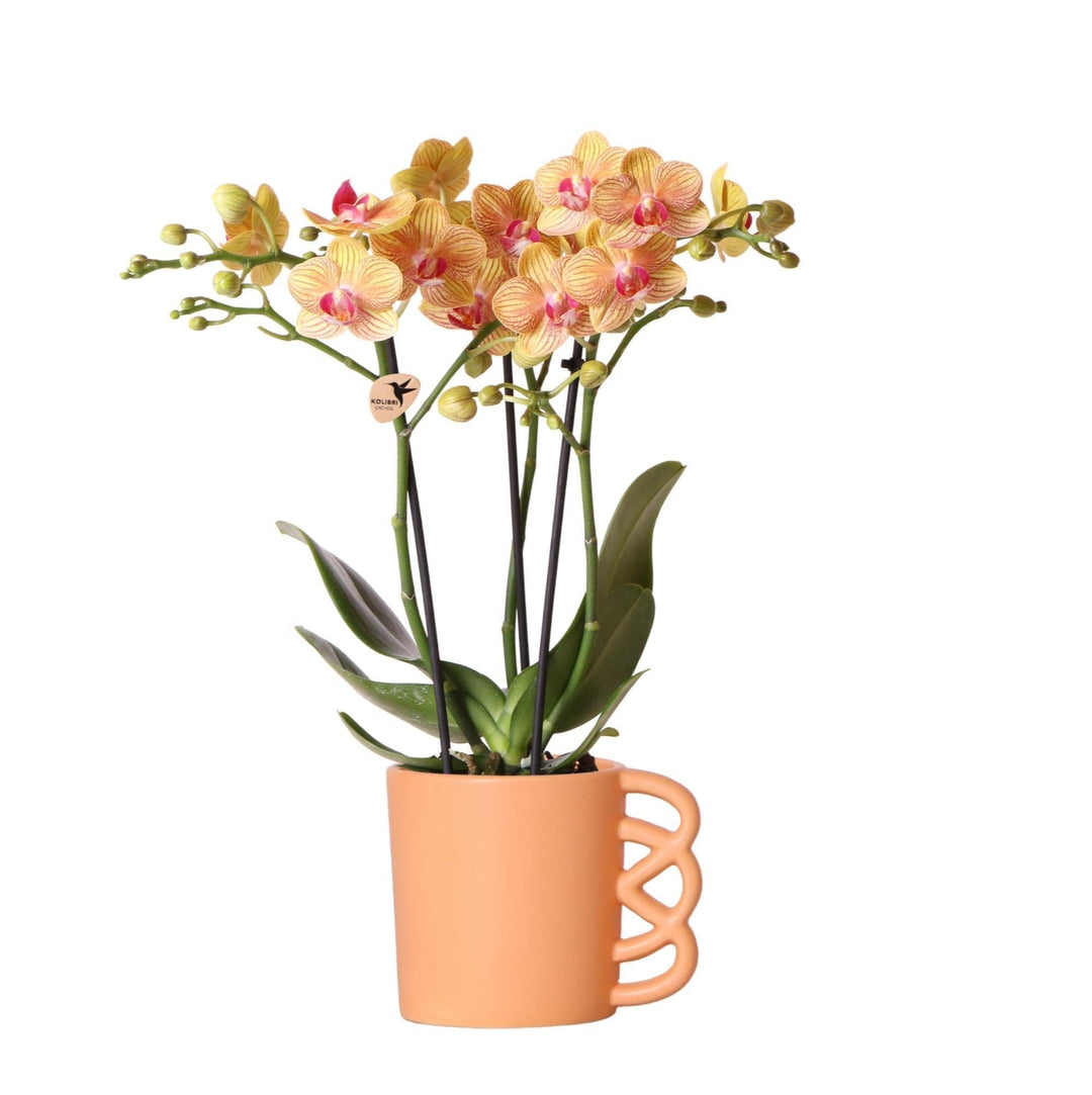 Kolibri Orchids | Orange Phalaenopsis Orchidee - Jamaica + Happy Mug Ziertopf Pfirsich - Topfgröße Ø9cm - 40cm hoch | blühende Zimmerpflanze im Blumentopf - frisch vom Züchter-Plant-Botanicly