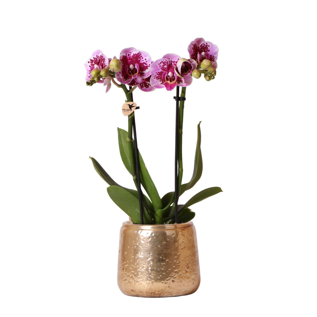 Kolibri Orchids | Rosa lila Phalaenopsis Orchidee - El Salvador + Luxus goldenen Topf - Topfgröße Ø9cm - 40cm hoch | blühende Zimmerpflanze - frisch vom Züchter-Plant-Botanicly