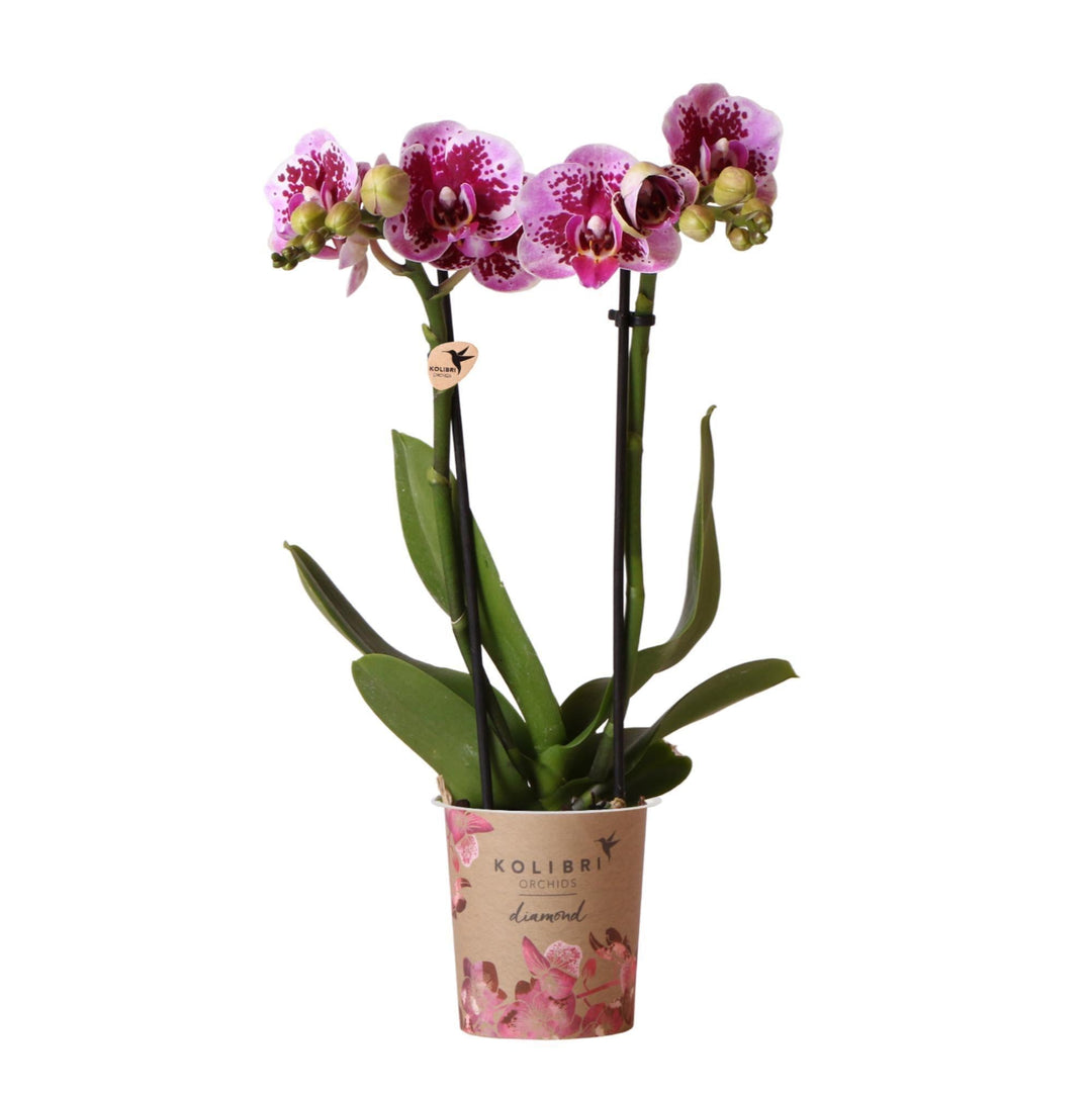 Kolibri Orchids | Rosa lila Phalaenopsis Orchidee - El Salvador - Topfgröße Ø9cm | blühende Zimmerpflanze - frisch vom Züchter-Plant-Botanicly