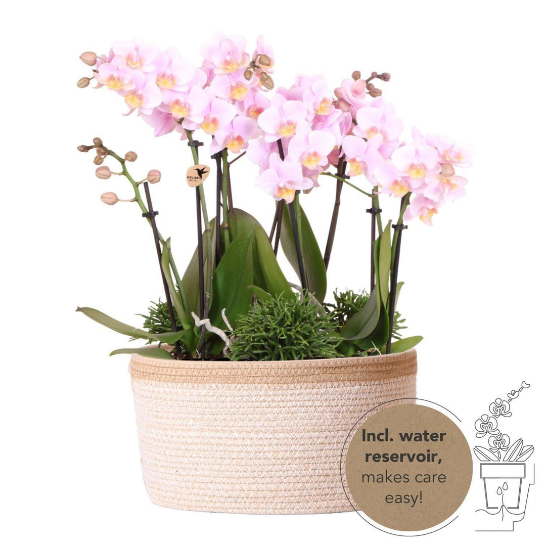 Kolibri Orchids | rosa Pflanzenset im Baumwollkorb inkl. Wassertank | drei rosa Orchideen Andorra 9cm und drei Grünpflanzen Rhipsalis | Dschungelstrauß rosa mit autarkem Wassertank-Plant-Botanicly