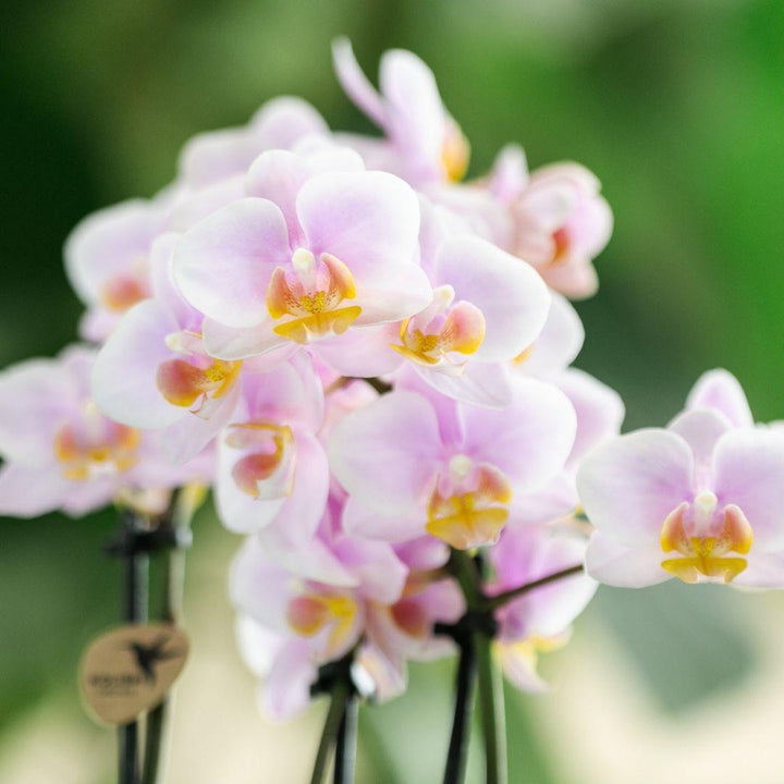 Kolibri Orchids | Rosa Phalaenopsis Orchidee - Andorra - Topfgröße Ø9cm | blühende Zimmerpflanze - frisch vom Züchter-Plant-Botanicly