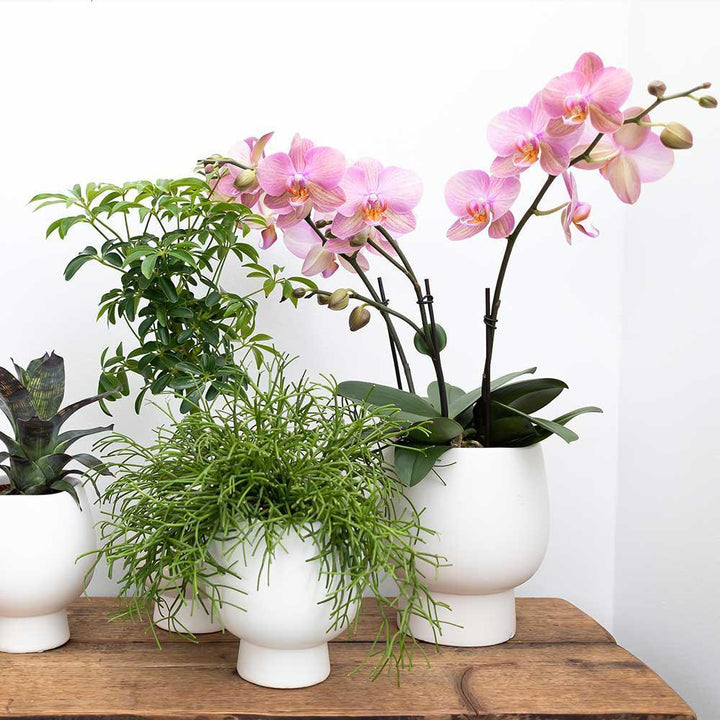 Kolibri Orchids | Weiße Phalaenopsis Orchidee - Amabilis + Scandic Ziertopf weiß - Topfgröße Ø9cm - 40cm hoch | blühende Zimmerpflanze im Blumentopf - frisch vom Züchter-Plant-Botanicly