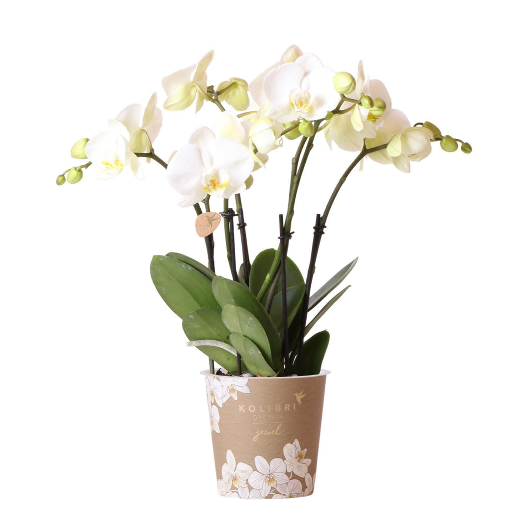 Kolibri Orchids | Weiße Phalaenopsis Orchidee Topfgröße - Jewel Ghent - Topfgröße Ø12cm | blühende Zimmerpflanze - frisch vom Züchter-Plant-Botanicly