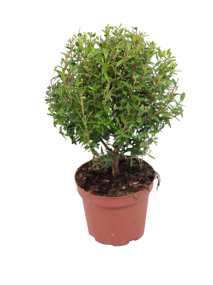 Myrthe (Myrtus communis) - Nachhaltige Zimmerpflanzen kaufen Botanicly Foto 1