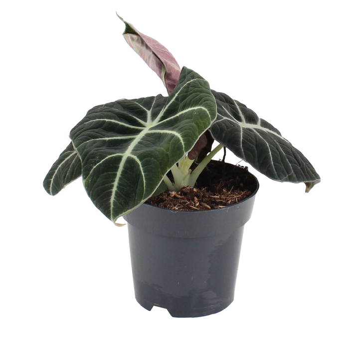 Pfeilblatt (Alocasia Black Velvet) - Nachhaltige Zimmerpflanzen kaufen Botanicly Foto 1
