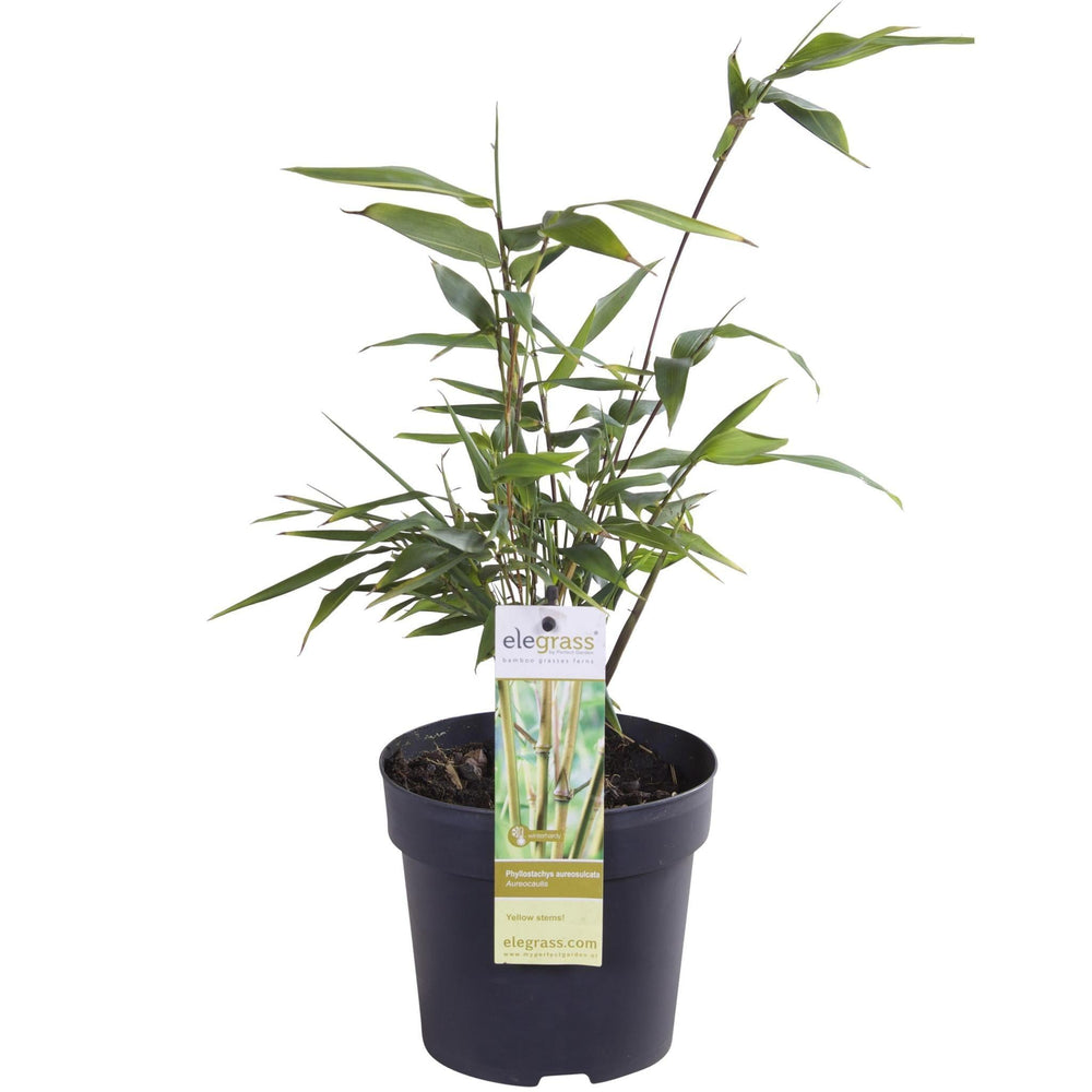 Phyllostachys aureosulcata 'Aureocal' - ↨40cm - Ø14-Plant-Botanicly