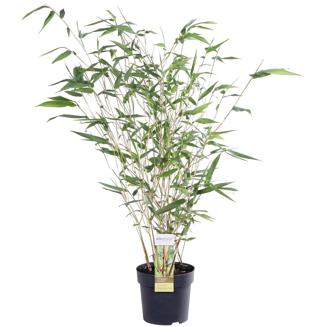 Phyllostachys aureosulcata 'Aureocal' - ↨40cm - Ø14-Plant-Botanicly