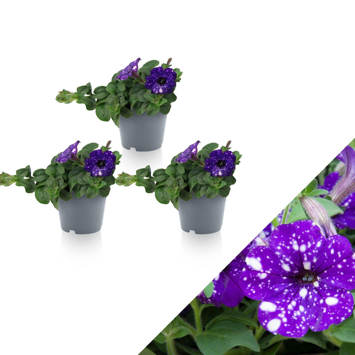 Petunie (Petunia Splash Night Sky Hybride) - Nachhaltige Zimmerpflanzen kaufen Botanicly Foto 1