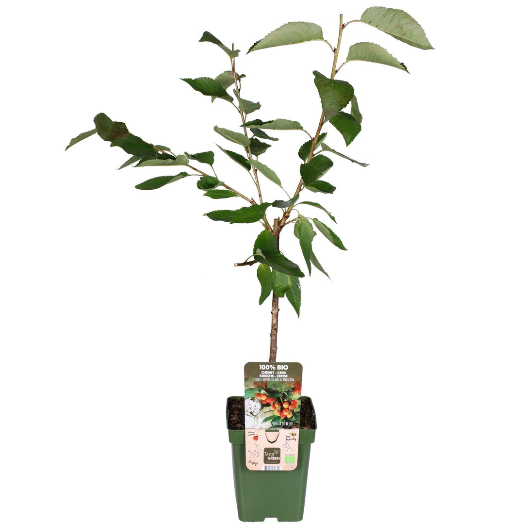 Prunus avium 'Bigarreau Napoléon' - ↨100cm - Ø23-Plant-Botanicly