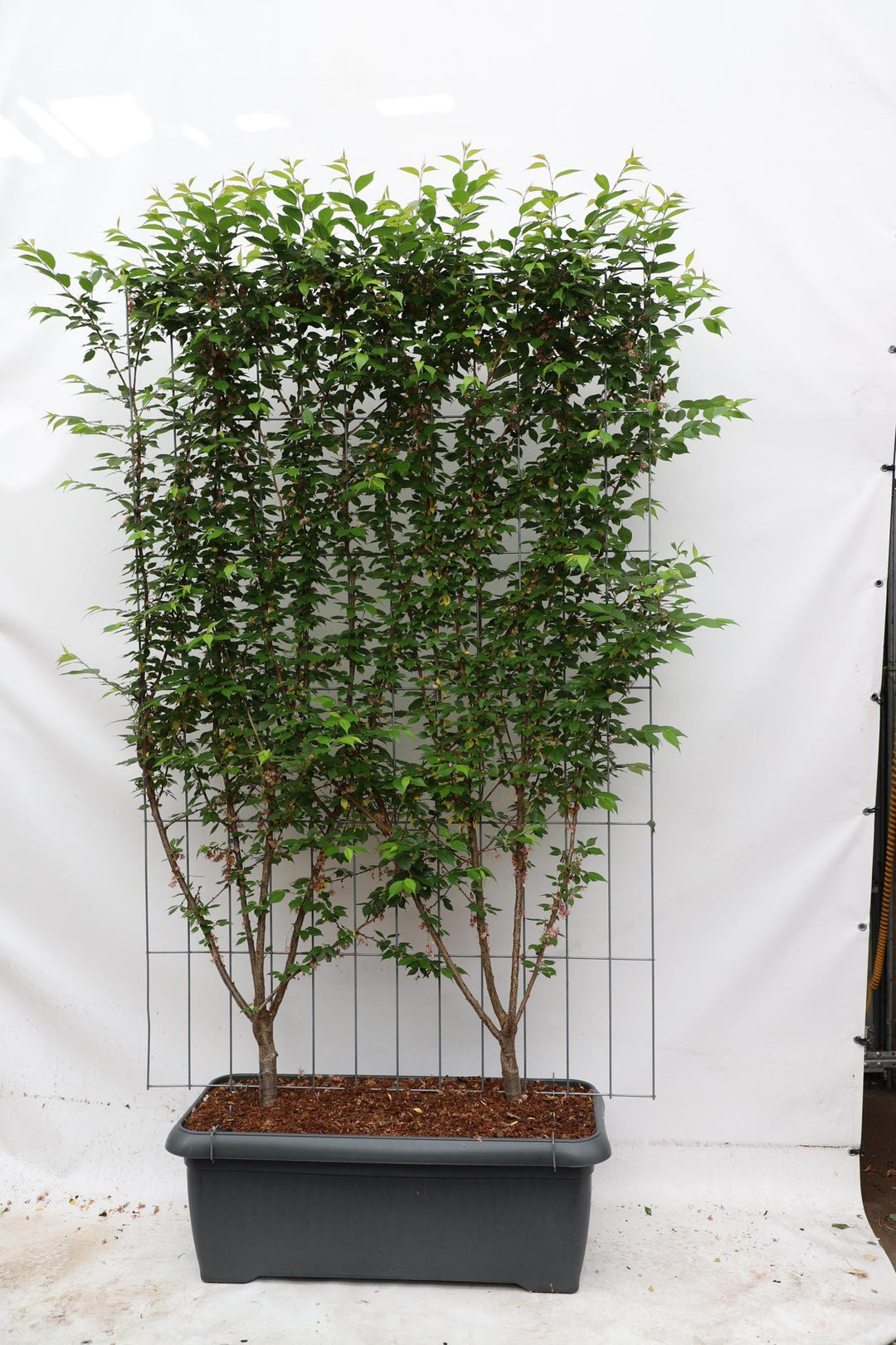 Prunus subh. 'Autumnalis Rosea' - ↨180cm - 1 stuks-Plant-Botanicly