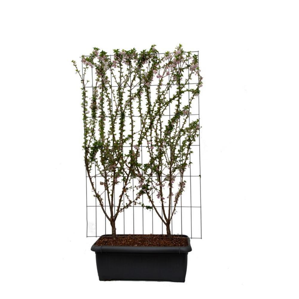 Prunus subh. 'Autumnalis Rosea' - ↨180cm - 2 stuks-Plant-Botanicly