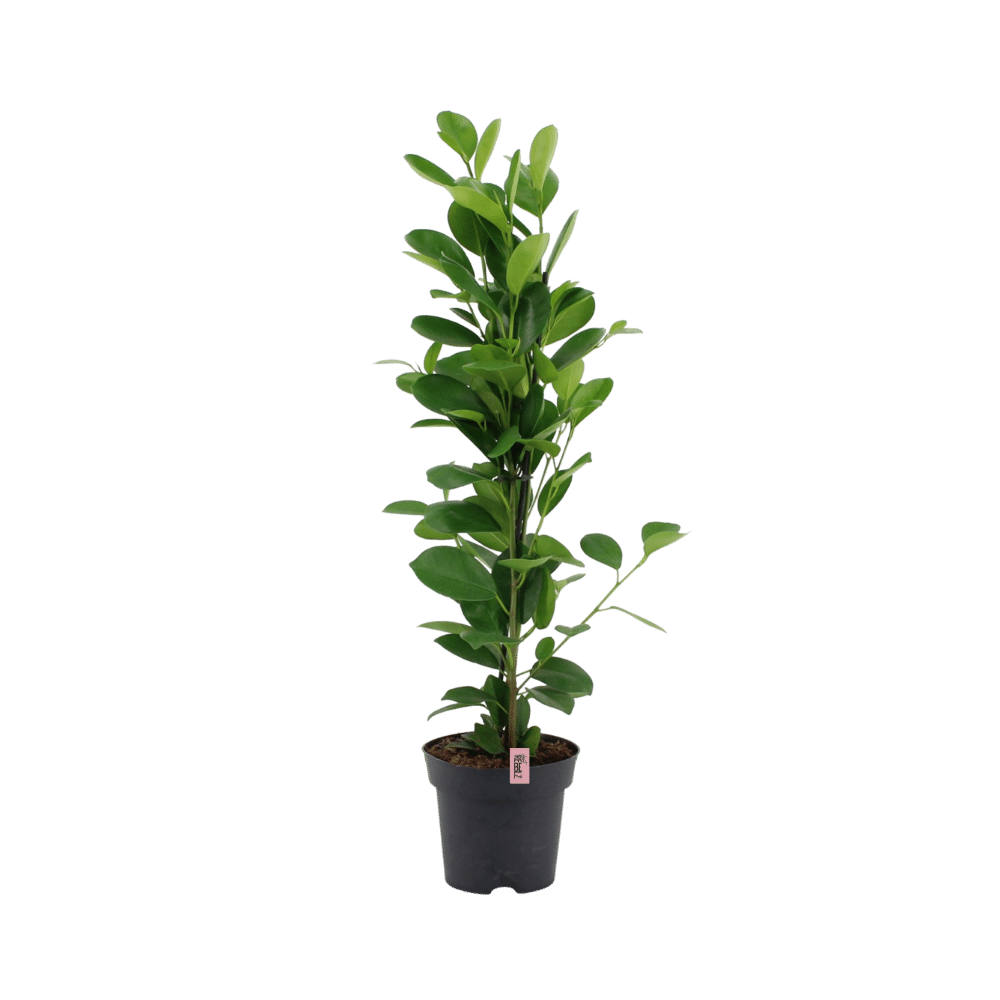 Quiet Rebel (Ficus microcarpa Moclame) - Nachhaltige Zimmerpflanzen kaufen Botanicly Foto 1