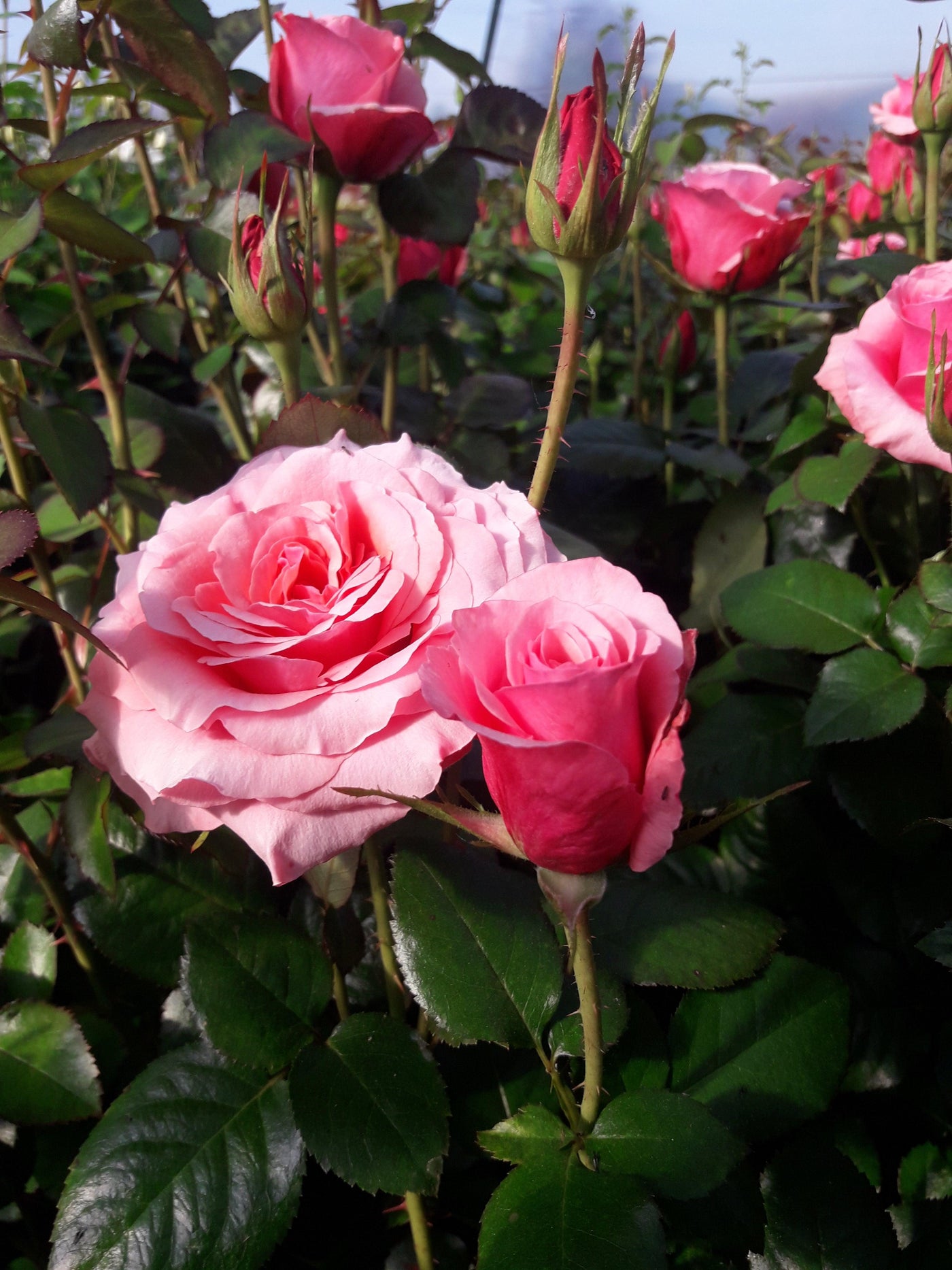Rose (Rosa Myveta Tea Hybride) - Nachhaltige Zimmerpflanzen kaufen Botanicly Foto 4