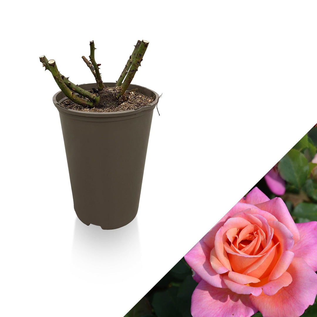 Rose (Rosa Myveta Tea Hybride) - Nachhaltige Zimmerpflanzen kaufen Botanicly Foto 1
