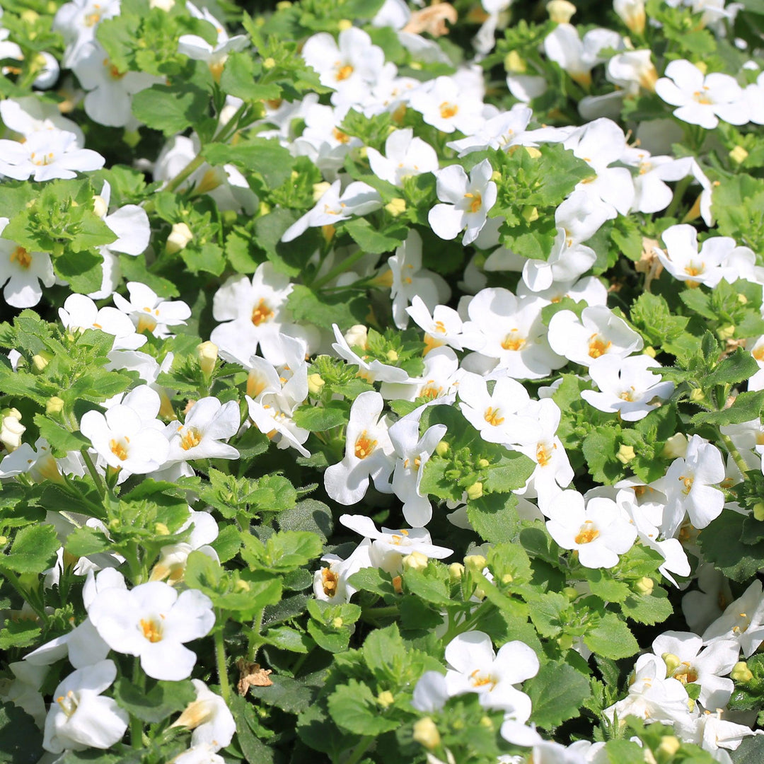 Saima die Herzblättrige Schneeflockenblume - 3 Pflanzen-Botanicly