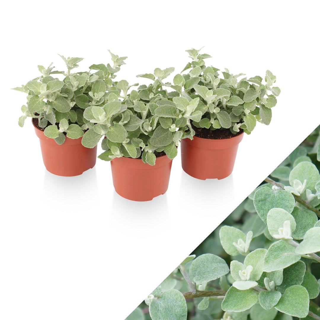 Lakritz-Strohblume (Helichrysum Silver Petiolare) - Nachhaltige Zimmerpflanzen kaufen Botanicly Foto 1