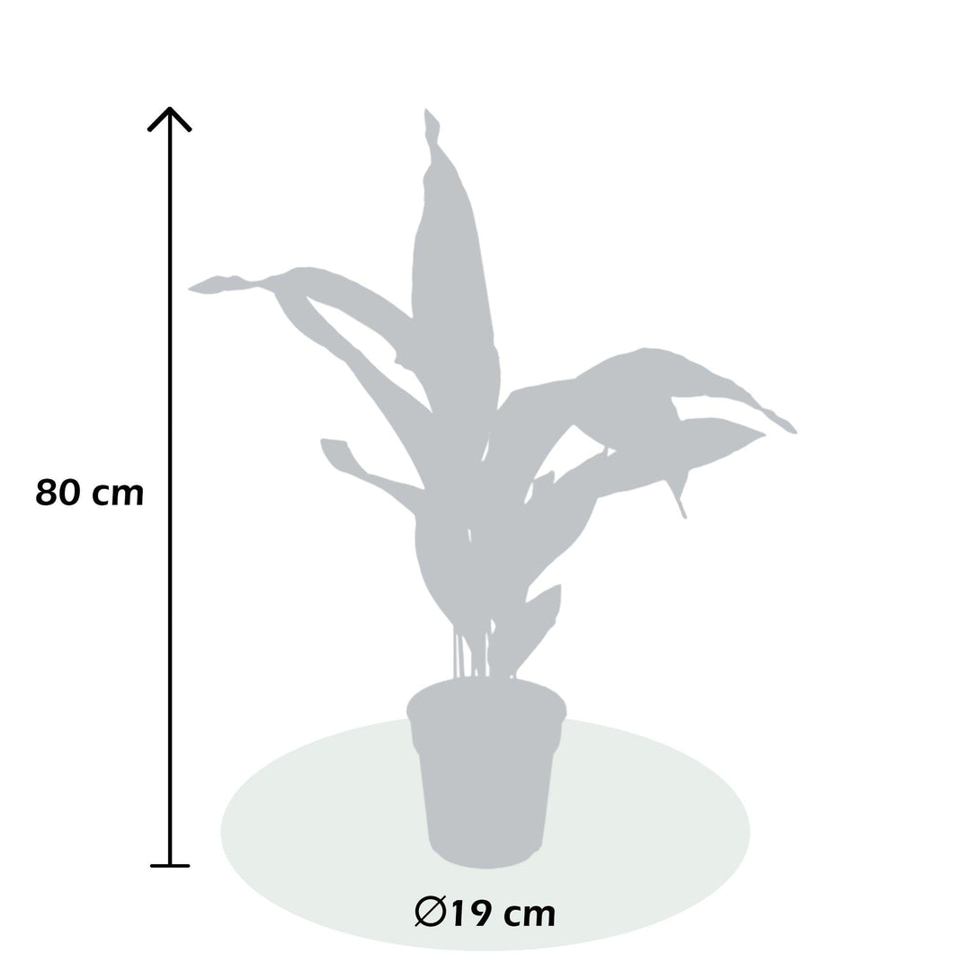 Schusterpalme (Aspidistra elatior) - Nachhaltige Zimmerpflanzen kaufen Botanicly Foto 4