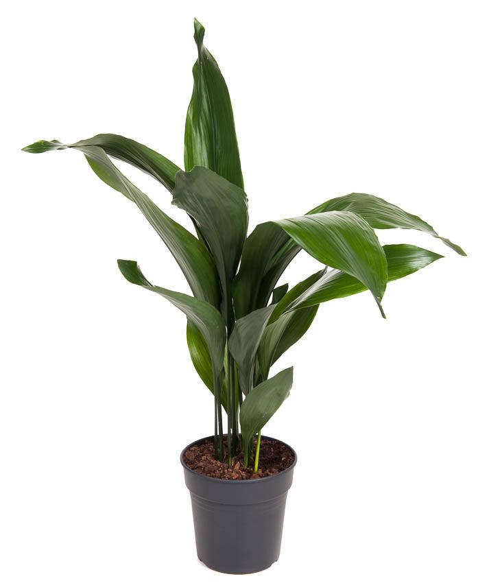 Schusterpalme (Aspidistra elatior) - Nachhaltige Zimmerpflanzen kaufen Botanicly Foto 1