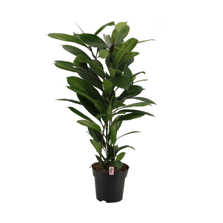 Shallow Rebel (Ficus cyathistipula) - Nachhaltige Zimmerpflanzen kaufen Botanicly Foto 1