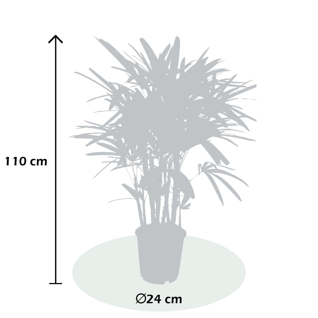Steckenpalme (Rhapis Excelsa) - Nachhaltige Zimmerpflanzen kaufen Botanicly Foto 3