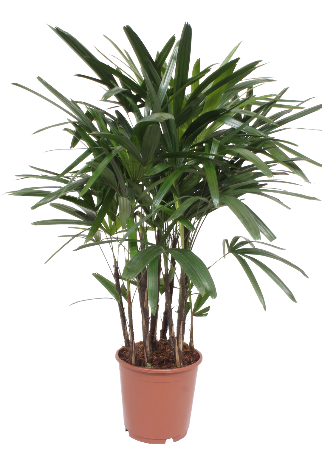 Steckenpalme (Rhapis Excelsa) - Nachhaltige Zimmerpflanzen kaufen Botanicly Foto 1
