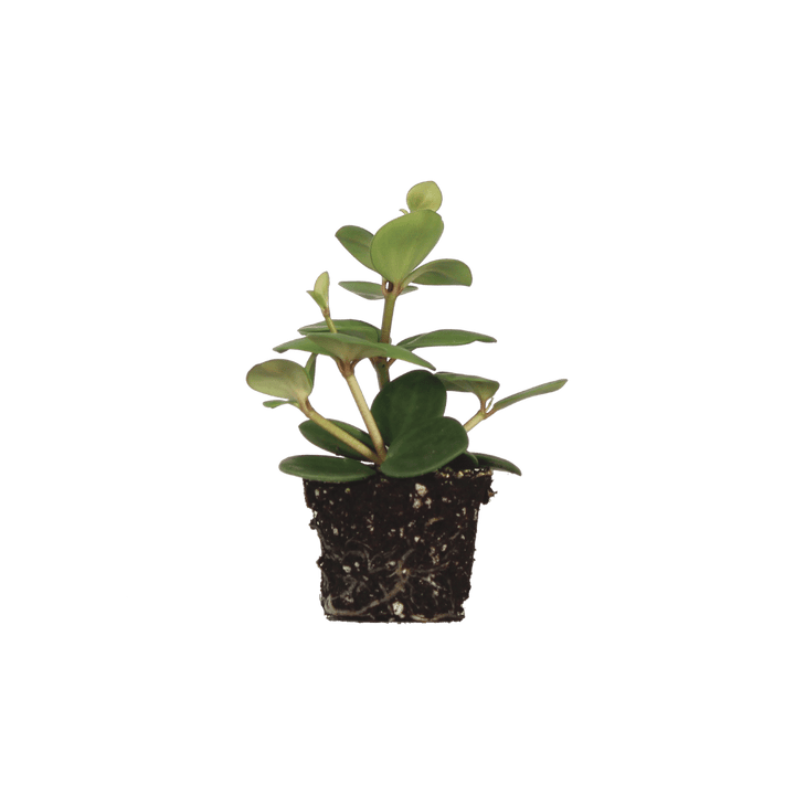 Strict Devil Kid (Peperomia Hope stekje String of Turtles) - Nachhaltige Zimmerpflanzen kaufen Botanicly Foto 1