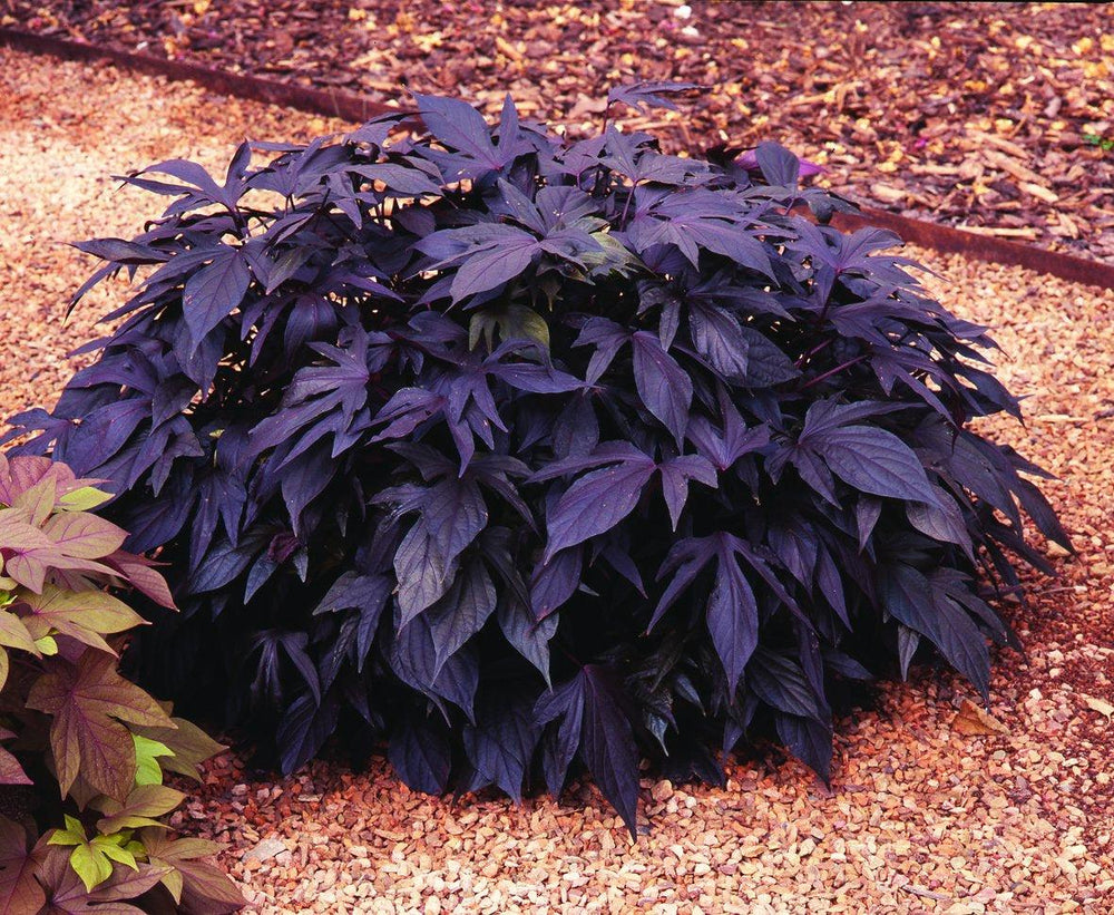 Süßkartoffel (Ipomoea Sweet Caroline Purple Batatas) - Nachhaltige Zimmerpflanzen kaufen Botanicly Foto 2