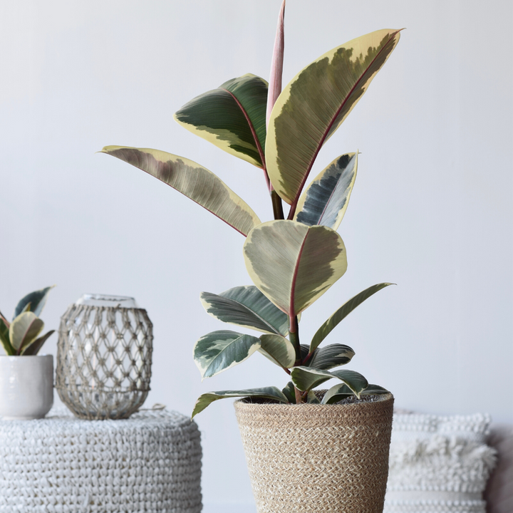 Sweet Rebel (Ficus elastica Tineke) - Nachhaltige Zimmerpflanzen kaufen Botanicly Foto 3
